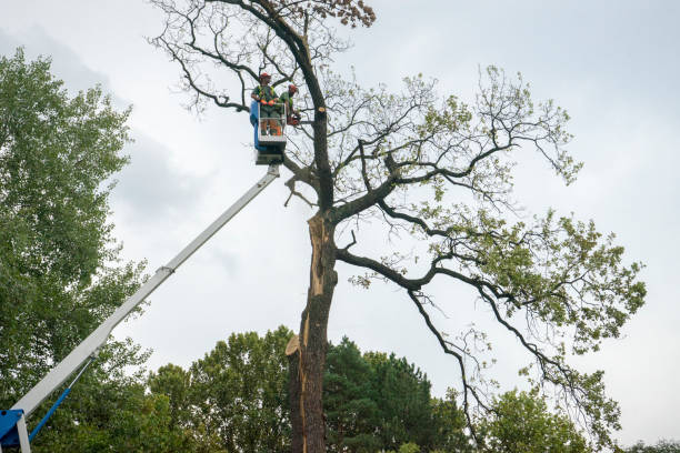 Professional Tree Services in Wildewood, MD